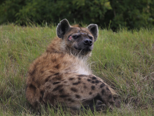 3-Day Fly-In & Out Serengeti and Ngorongoro Luxury Safari