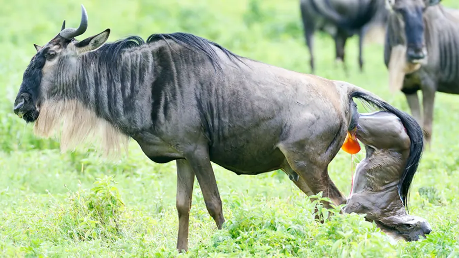 4-day Calving Migration Safari in Ndutu