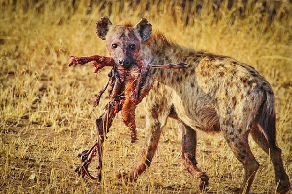 10-Day Serengeti Ngorongoro and Zanzibar Luxury