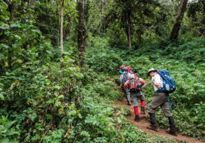 8-Day Kilimanjaro Climb-Lemosho Route