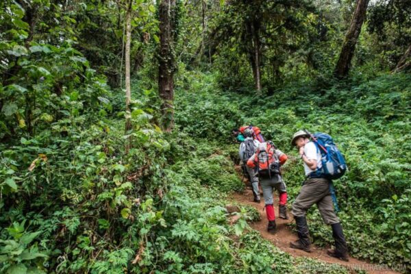 8-Day Kilimanjaro Climb-Lemosho Route