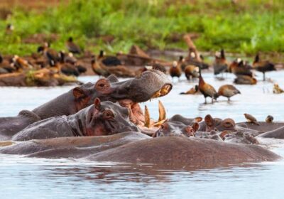 Lake Manyara Day Tour