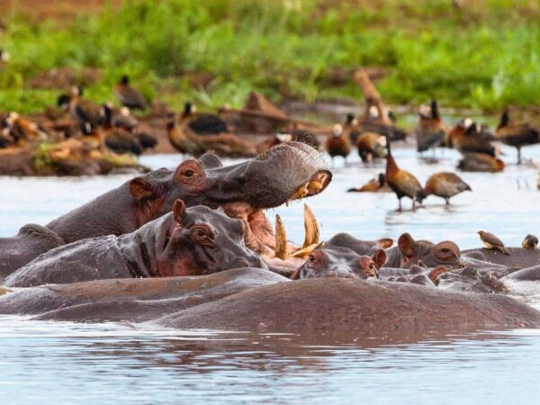 Lake Manyara Day Tour