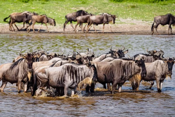 6-Day Ndutu Migration Calving Safari (Dec-March)