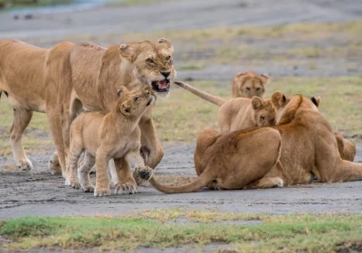 Ngorongoro Crater Day Trip