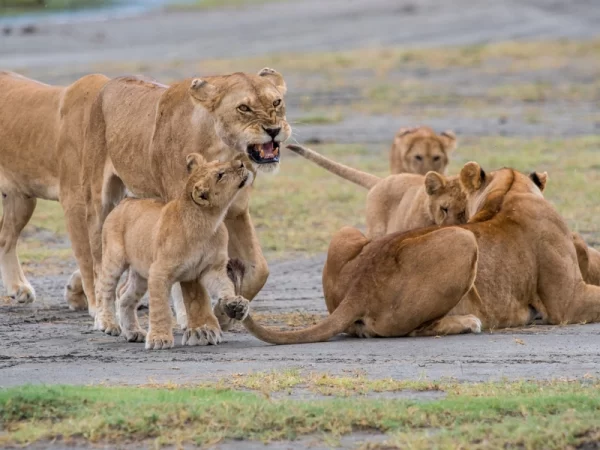 Ngorongoro Crater Day Trip