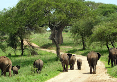 Tarangire Day Trip