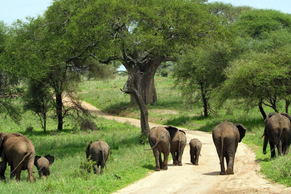 Tarangire Day Trip