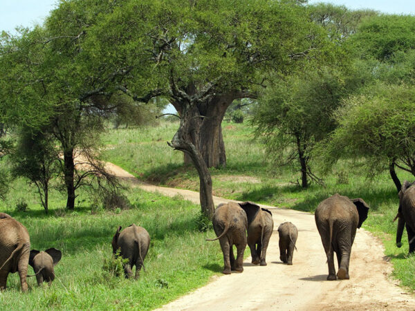 Tarangire Day Trip