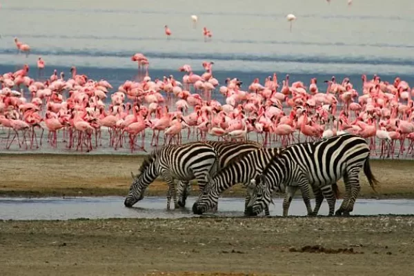 5-Day Fly-In and Drive Out Tanzania Safari