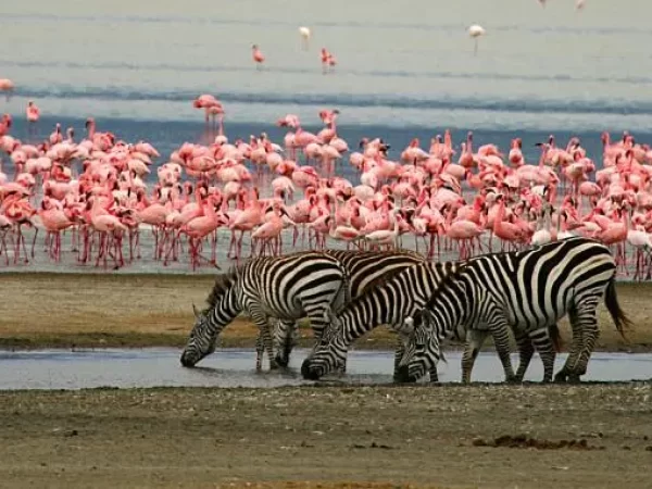 5-Day Fly-In and Drive Out Tanzania Safari