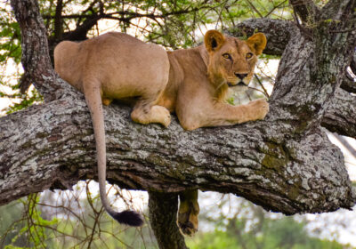 12-Day Tanzania Safari and Zanzibar