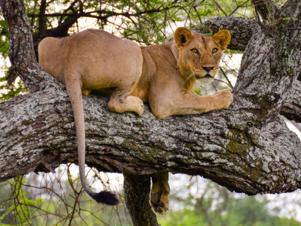 12-Day Tanzania Safari and Zanzibar