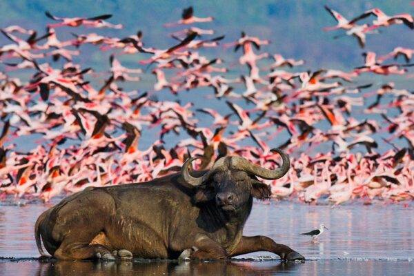 14-Day Kenya & Tanzania: Masai Mara, Serengeti, Zanzibar