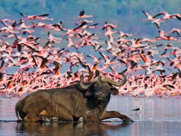 14-Day Kenya & Tanzania: Masai Mara, Serengeti, Zanzibar