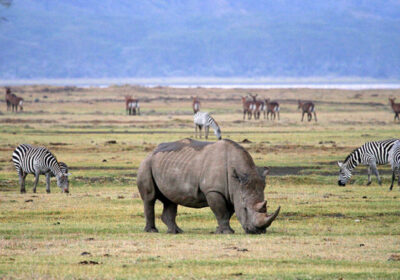 2-Day Tarangire and Ngorongoro mid-range