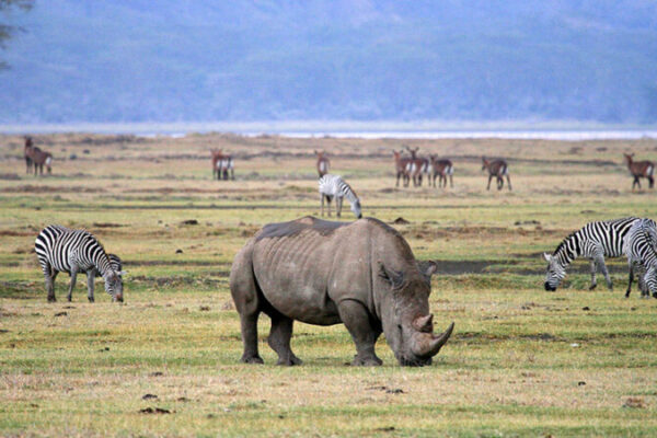 2-Day Tarangire and Ngorongoro mid-range