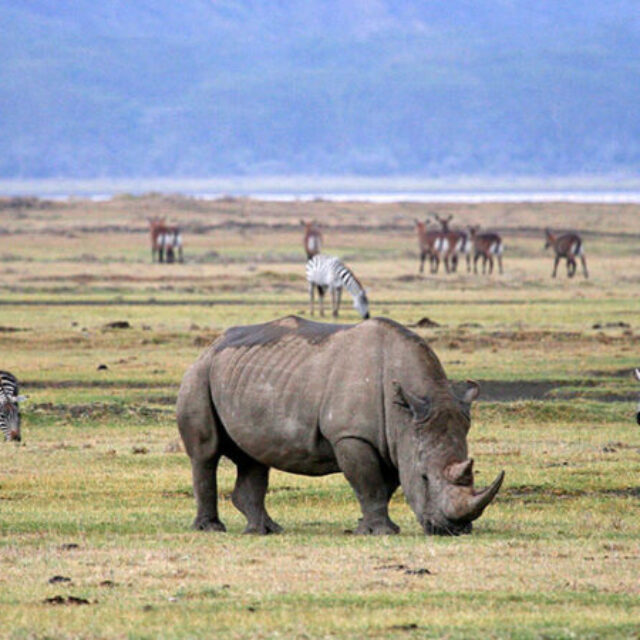 2-Day Tarangire and Ngorongoro mid-range