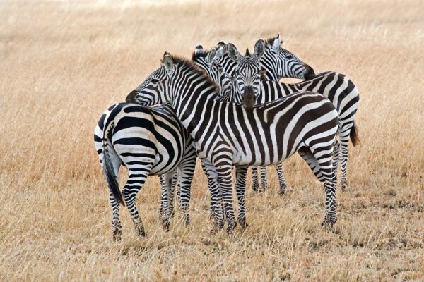 7-Day Tanzania Safari Mid-range