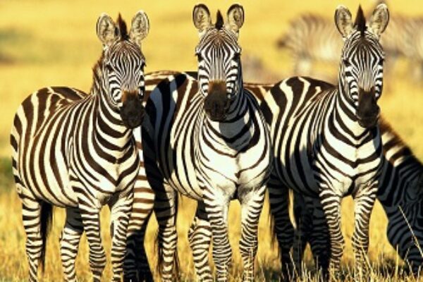 3-Day Manyara, Tarangire and Ngorongoro