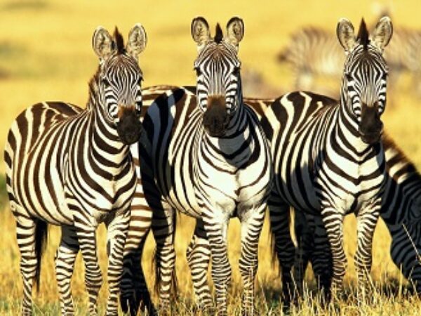 3-Day Manyara, Tarangire and Ngorongoro