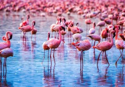 10-Day Kenya-Tanzania Safari: Northern Circuit & Amboseli