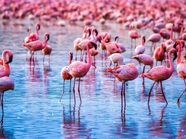 10-Day Kenya-Tanzania Safari: Northern Circuit & Amboseli