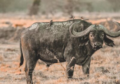2-Day Tarangire and Ngorongoro mid-range