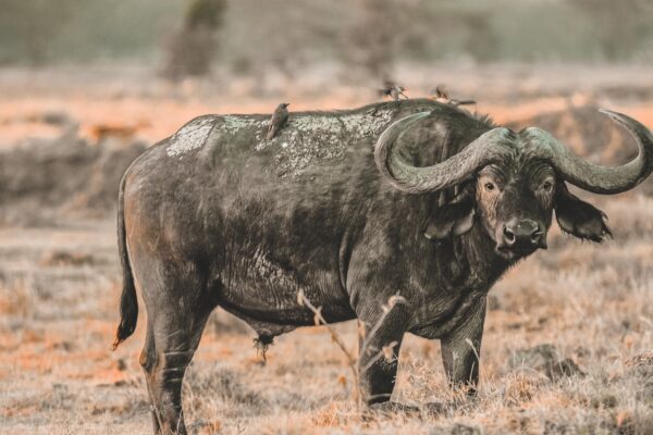 2-Day Tarangire and Ngorongoro mid-range