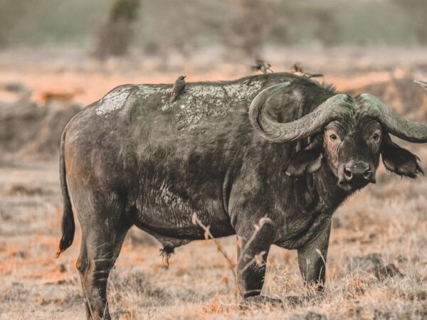 2-Day Tarangire and Ngorongoro mid-range