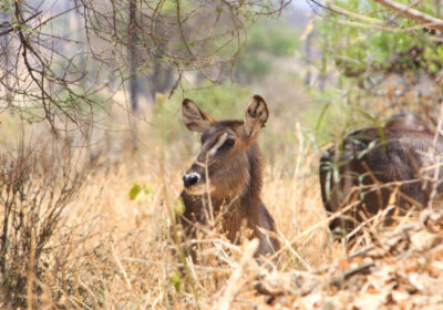 4-Day Serengeti and Ngorongoro Crater Safari