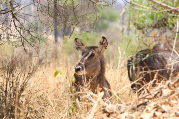 4-Day Serengeti and Ngorongoro Crater Safari