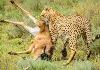 5-Day Best of Northern Circuits Safari