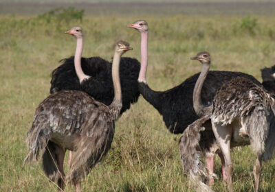 11-day Masai Mara-Serengeti-Ngorongoro-Amboseli