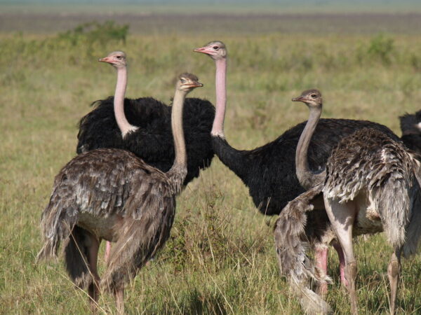 11-day Masai Mara-Serengeti-Ngorongoro-Amboseli