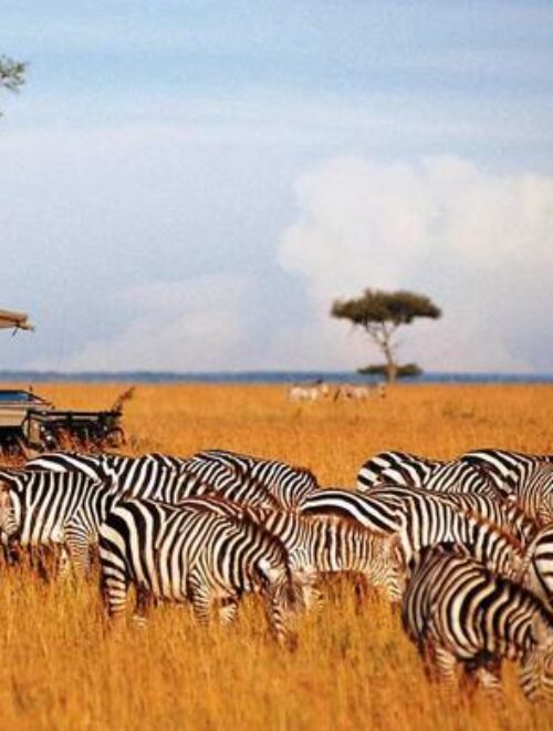 9-Day Safari through Kenya & Tanzania
