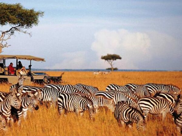 9-Day Safari through Kenya & Tanzania