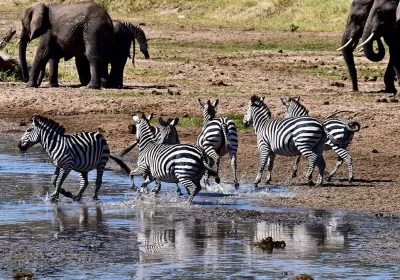 6-Day Tanzania Classic Safari