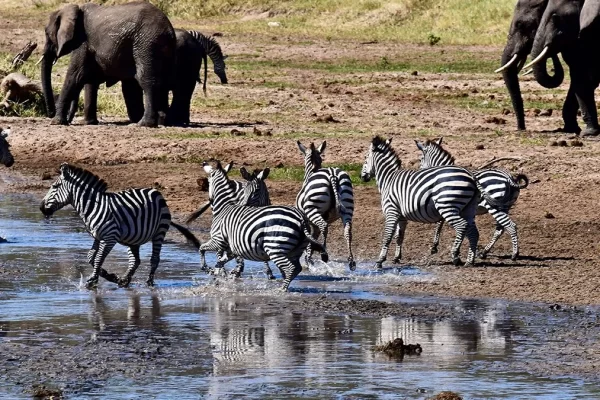 6-Day Tanzania Classic Safari
