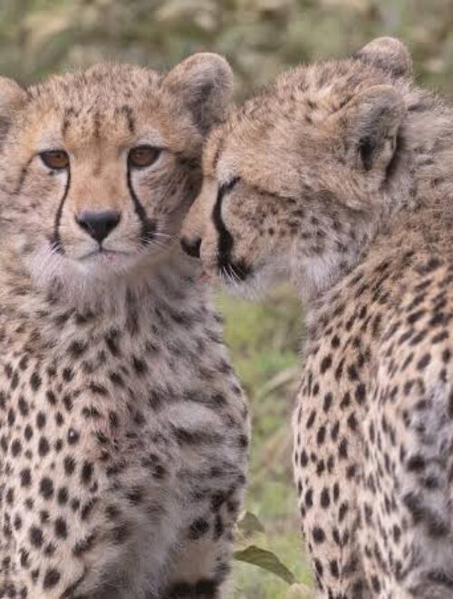 8-Day Photography Safari Adventure