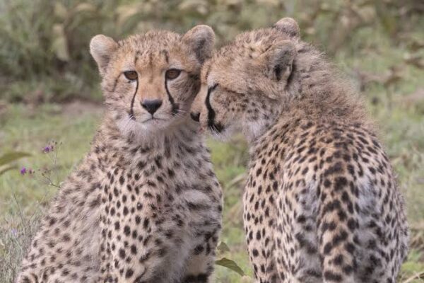 8-Day Photography Safari Adventure