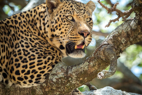 5-Day Tanzania Wildlife Budget Photography Tour