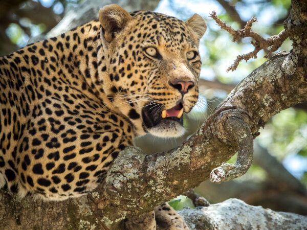 5-Day Tanzania Wildlife Budget Photography Tour