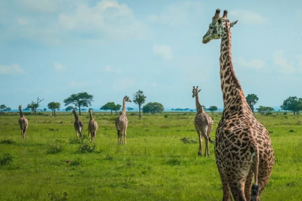 7-Day Tanzania Wildlife Photography Safari