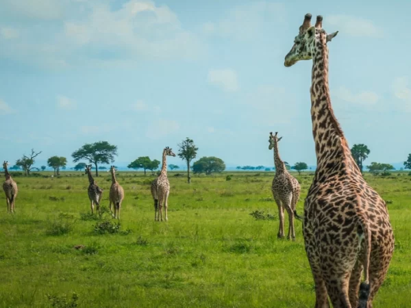 7-Day Tanzania Wildlife Photography Safari